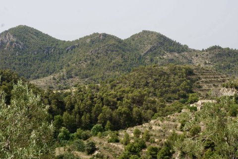 Land plot à vendre à Sella, Alicante, EspagneNo. 183686 - photo 2