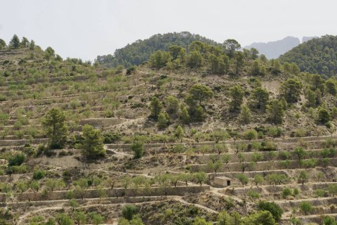 Land plot à vendre à Sella, Alicante, EspagneNo. 183686 - photo 4