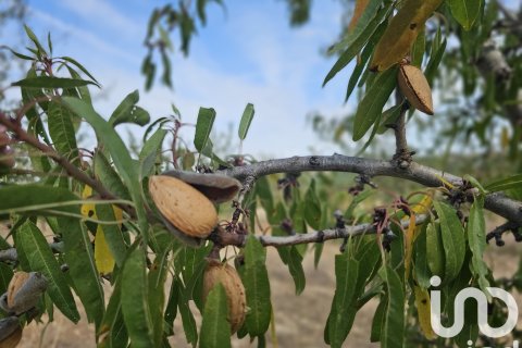 Proprietà commerciale in vendita a Gandesa, Tarragona, Spagna N° 152996 - foto 21