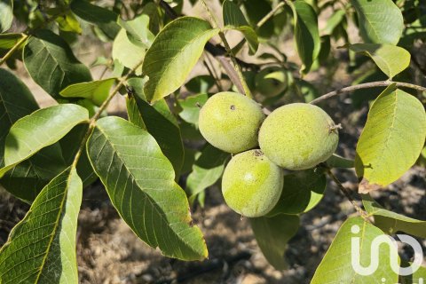 Proprietà commerciale in vendita a Gandesa, Tarragona, Spagna N° 152996 - foto 18