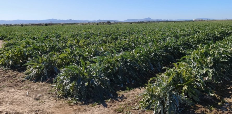 Liikekiinteistö Roldan, Murcia, Espanja No. 152257