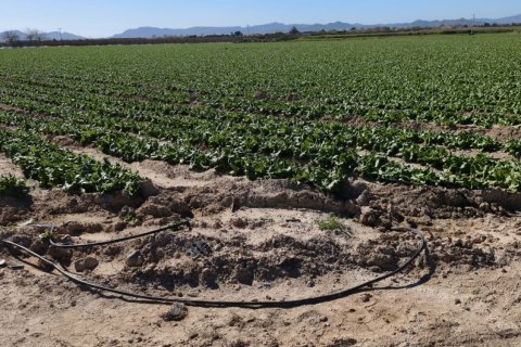 Liikekiinteistö myytävänä Roldan, Murcia, Espanja , No. 152257 - kuva 12