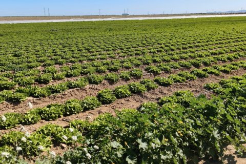 Liikekiinteistö myytävänä Roldan, Murcia, Espanja , No. 152257 - kuva 13