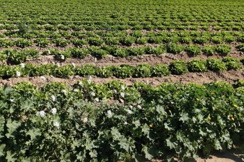 Liikekiinteistö myytävänä Roldan, Murcia, Espanja , No. 152257 - kuva 11