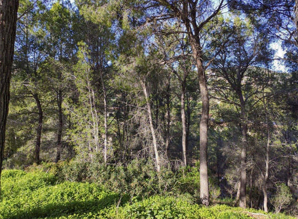 Terreno a Mallorca, Spagna N° 147819