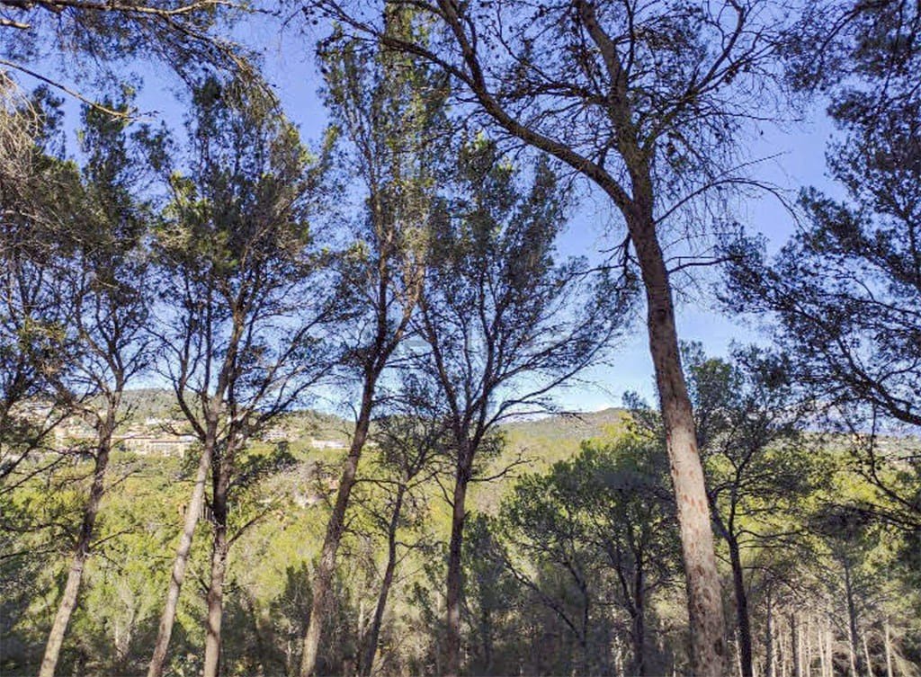Terreno a Mallorca, Spagna N° 147819