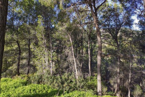 Land plot for sale in Mallorca, Spain No. 147819 - photo 8