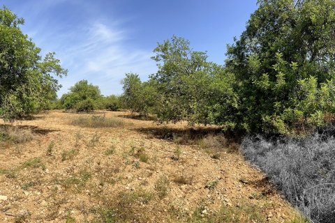 Tontti myytävänä Alcover, Tarragona, Espanja , 11201 m2 No. 185807 - kuva 5