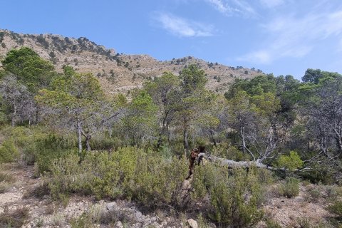 Terreno in vendita a Jijona, Alicante, Spagna 88778 mq. N° 185811 - foto 15