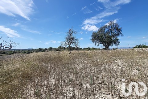 Liikekiinteistö myytävänä Llubi, Mallorca, Espanja ,  No. 153076 - kuva 3