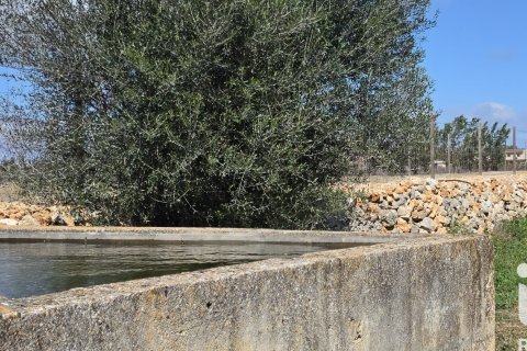 Zemes gabals pārdošanā Santa Margalida, Mallorca, Spānijā 14120 m2 Nr. 172874 - attēls 2