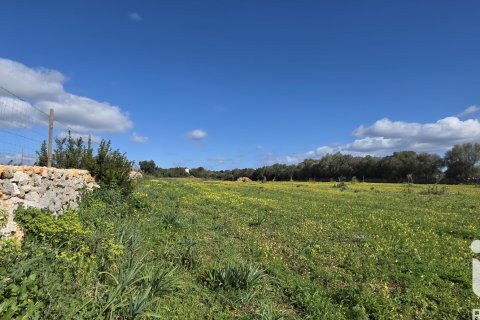 Zemes gabals pārdošanā Santa Margalida, Mallorca, Spānijā 14120 m2 Nr. 172874 - attēls 6
