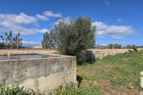 Tomt i Santa Margalida, Mallorca, Spanien 14120 kvm. Nr. 172874