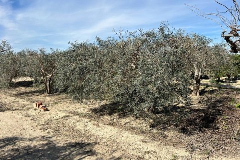 Finca till salu i Los Montesinos, Alicante, Spanien 1 sovrum, 100 kvm. Nr. 155059 - foto 13