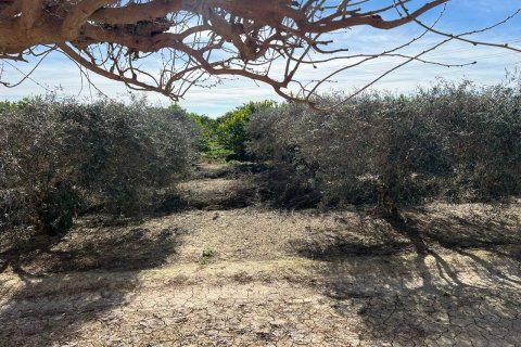 Finca till salu i Los Montesinos, Alicante, Spanien 1 sovrum, 100 kvm. Nr. 155059 - foto 15