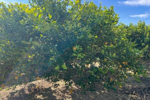 Finca till salu i Los Montesinos, Alicante, Spanien 1 sovrum, 100 kvm. Nr. 155059 - foto 7