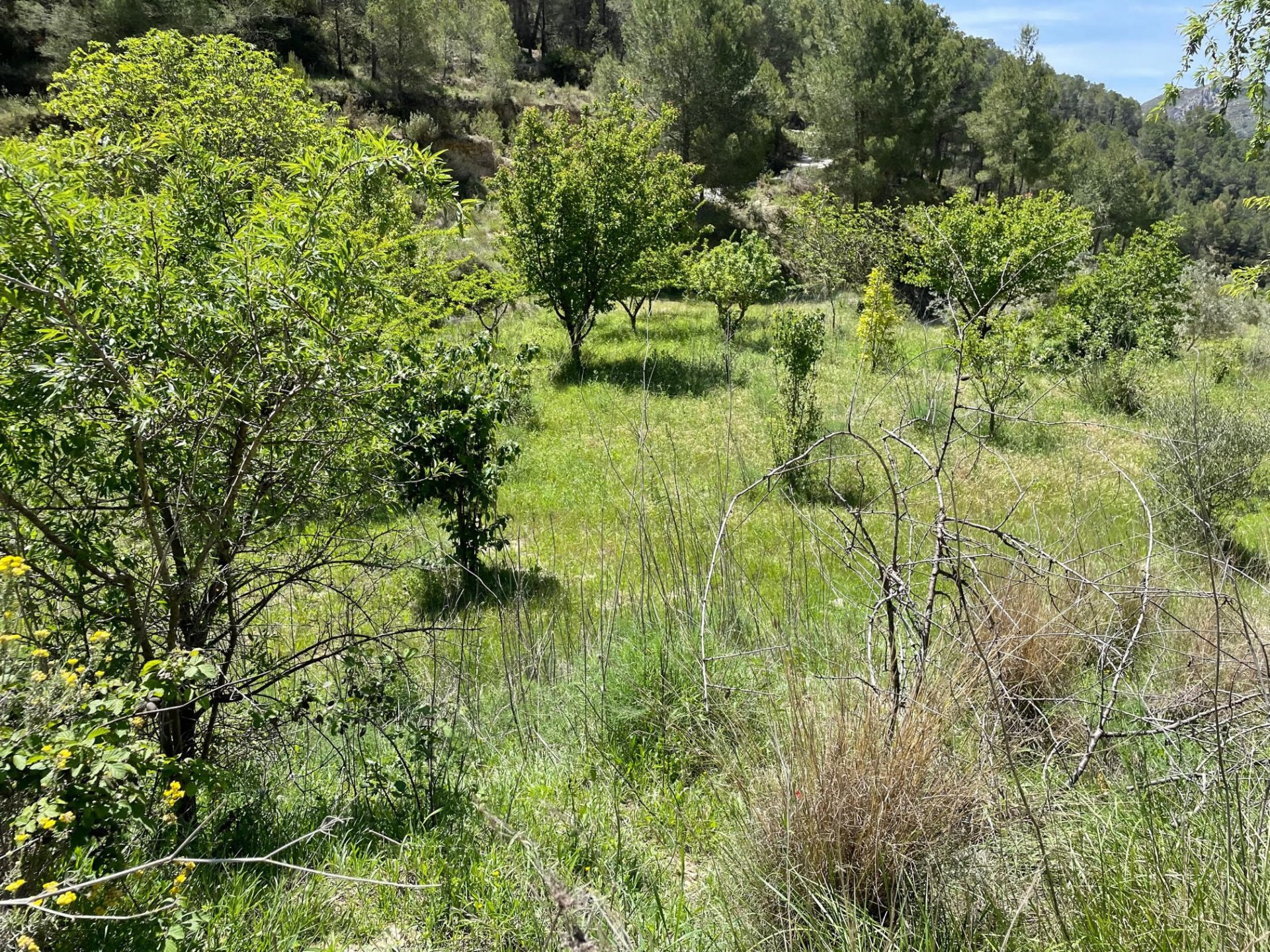 Terreno a Relleu, Alicante, Spagna 15514 mq. N° 192517