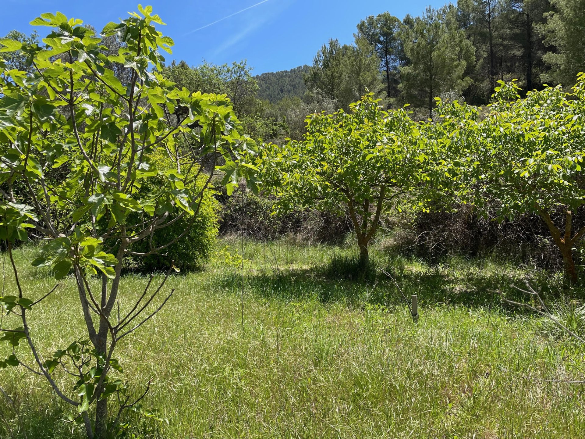 Terreno a Relleu, Alicante, Spagna 15514 mq. N° 192517