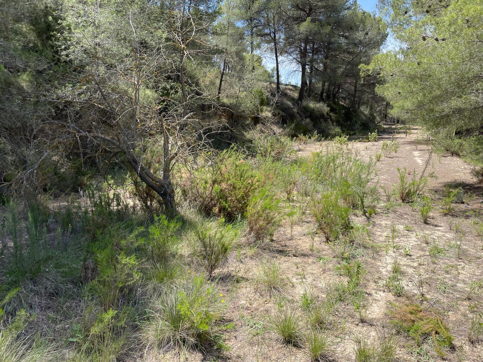 Terreno a Relleu, Alicante, Spagna 15514 mq. N° 192517
