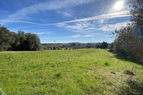 Zemes gabals pārdošanā Muro, Mallorca, Spānijā Nr. 147905 - attēls 15