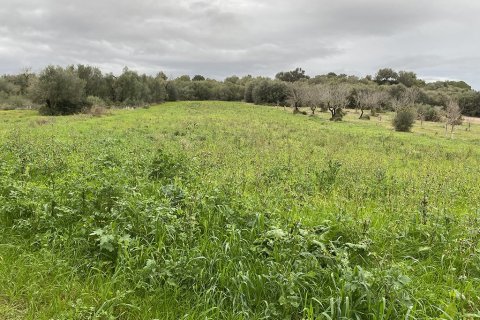 Zemes gabals pārdošanā Muro, Mallorca, Spānijā Nr. 147905 - attēls 13