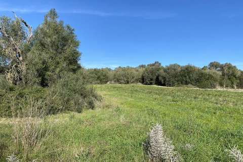 Zemes gabals pārdošanā Muro, Mallorca, Spānijā Nr. 147905 - attēls 20