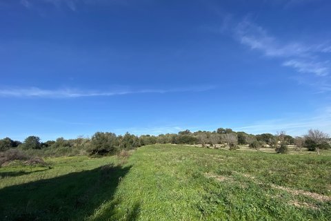 Zemes gabals pārdošanā Muro, Mallorca, Spānijā Nr. 147905 - attēls 11