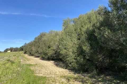 Zemes gabals pārdošanā Muro, Mallorca, Spānijā Nr. 147905 - attēls 18