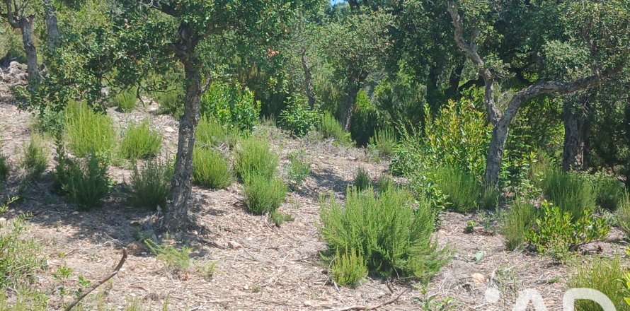 Tontti Lloret de Mar, Girona, Espanja 567 m2 No. 195098