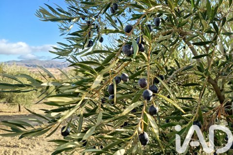 Terreno in vendita a Granada, Spagna 308000 mq. N° 152801 - foto 6