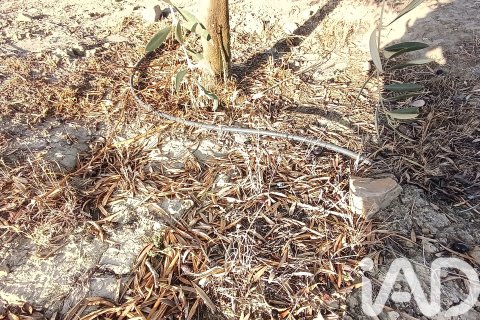 Terreno in vendita a Granada, Spagna 308000 mq. N° 152801 - foto 22