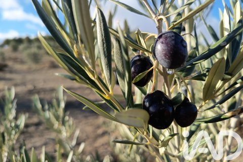 Terreno in vendita a Granada, Spagna 308000 mq. N° 152801 - foto 7