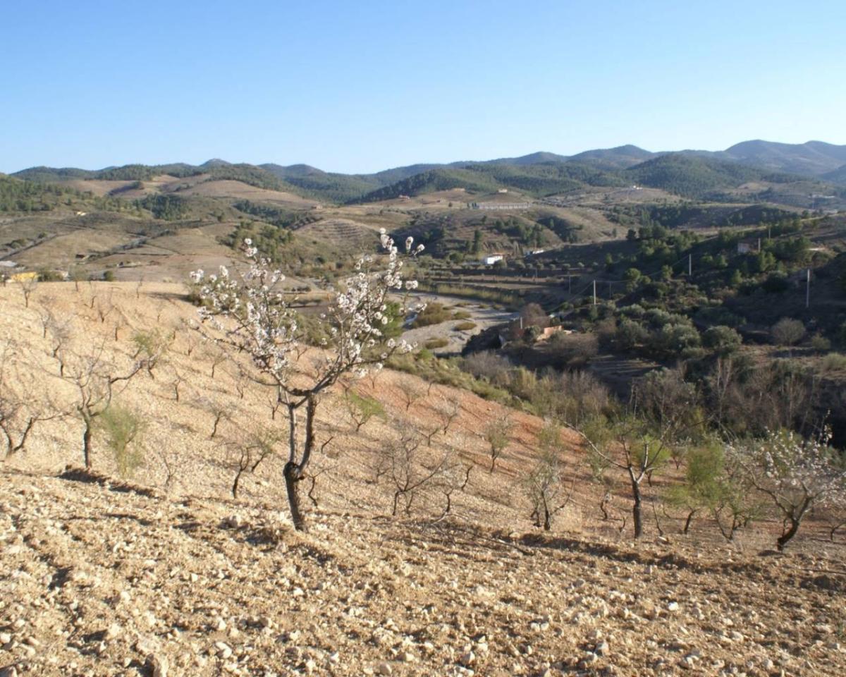Land plot à Alicante, Espagne No. 183933