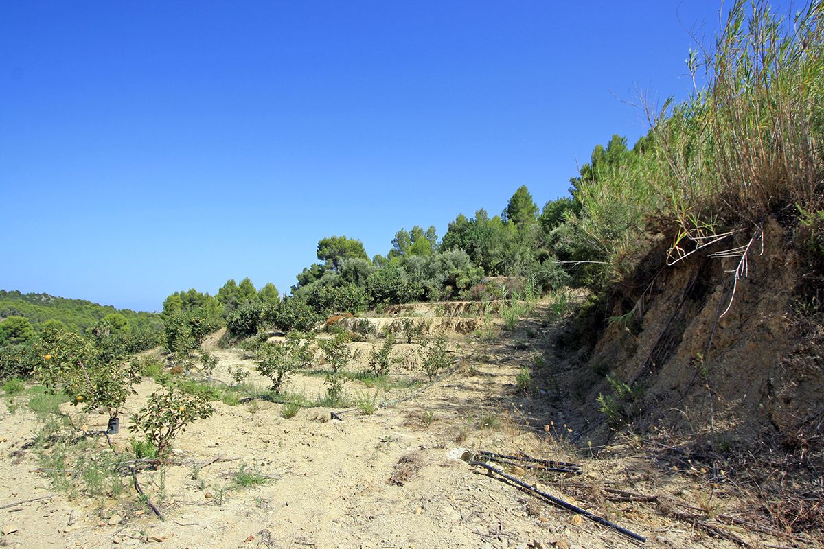 Terreno a Beniarbeig, Alicante, Spagna N° 183932