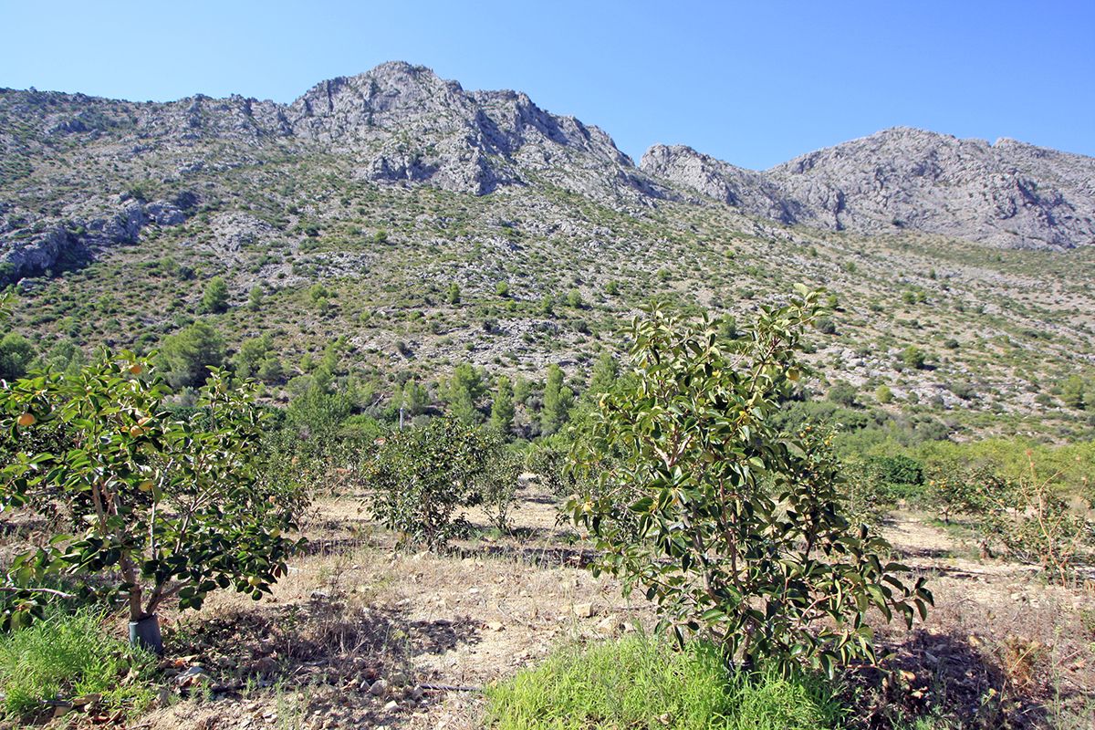 Terreno a Beniarbeig, Alicante, Spagna N° 183932