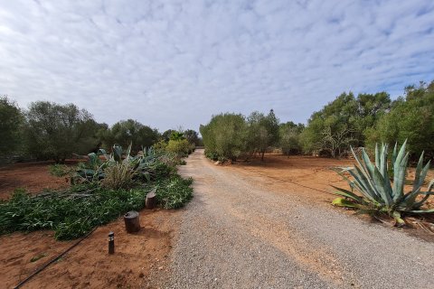 Finka Els Llombards, Mallorca, Hiszpania 1 sypialnia, 90 mkw. nr 137507 – zdjęcie 7