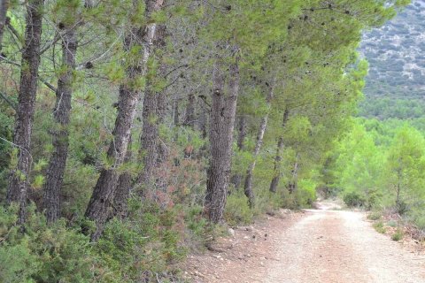 Finca in vendita a Benimantell, Alicante, Spagna 4 camere da letto, 400 mq. N° 192523 - foto 4