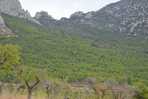Finca in vendita a Benimantell, Alicante, Spagna 4 camere da letto, 400 mq. N° 192523 - foto 3