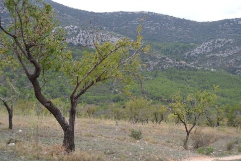 Finca in vendita a Benimantell, Alicante, Spagna 4 camere da letto, 400 mq. N° 192523 - foto 21