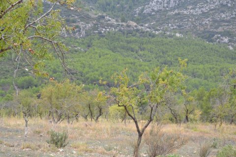 Finca in vendita a Benimantell, Alicante, Spagna 4 camere da letto, 400 mq. N° 192523 - foto 20
