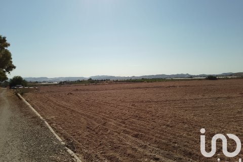 Terreno in vendita a Novelda, Alicante, Spagna 120000 mq. N° 153056 - foto 21