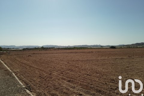 Terreno in vendita a Novelda, Alicante, Spagna 120000 mq. N° 153056 - foto 22