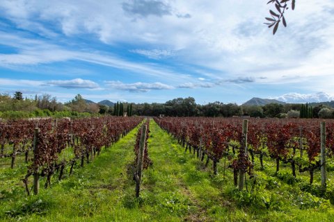 Finca zum Verkauf in Pollenca, Mallorca, Spanien 6 Schlafzimmer, 1307 m2 Nr. 147005 - Foto 13