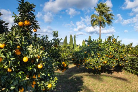 Finca zum Verkauf in Pollenca, Mallorca, Spanien 6 Schlafzimmer, 1307 m2 Nr. 147005 - Foto 21