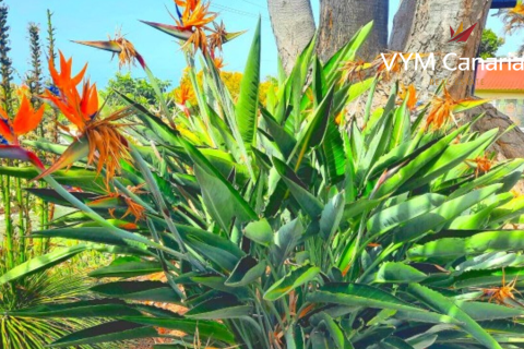 Продажа виллы в Куэста де ла Вилья, Тенерифе, Испания 3 спальни, 235м2 №164839 - фото 20