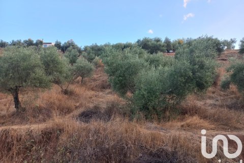 Hus till salu i Hornachuelos, Cordoba, Spanien 4 sovrum, 118 kvm. Nr. 173302 - foto 8