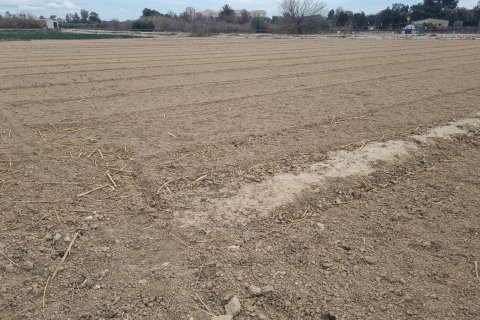Terreno a Guardamar del Segura, Alicante, Spagna N° 183631