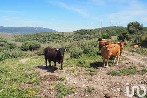 Commercial property for sale in Tarifa, Cadiz, Spain No. 153834 - photo 10