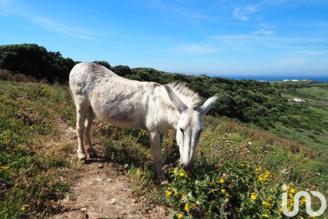 Commercial property for sale in Tarifa, Cadiz, Spain No. 153834 - photo 4