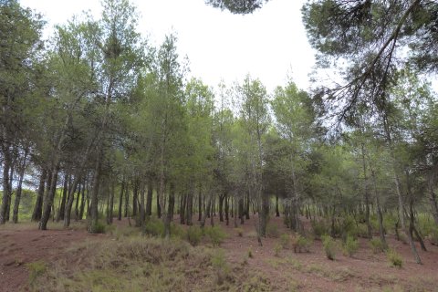 Finca à vendre Ibi, Alicante, Espagne, 15 chambres, 800 m2 No. 138229 - photo 29